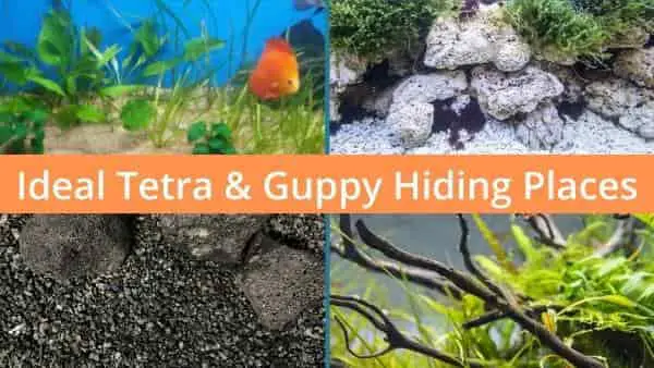 Tetra and guppy hiding spots