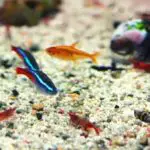 Do Tetras Eat Shrimp and Can They Live Together?