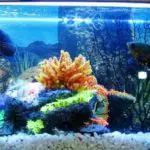 The Best Aquarium Heaters That You NEED To Know About!