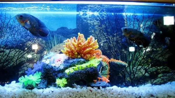 Best aquarium heaters