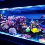 Best Reef Tanks