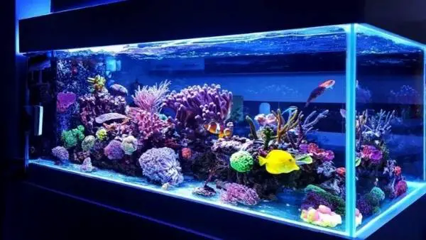 Best reef tanks