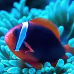 What Are The Different Types Of Clownfish?