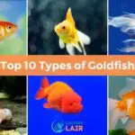 Top 10 Most Awesome Species of Goldfish