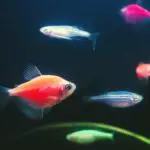 10 Colorful Freshwater Fish To Brighten Up Your Aquarium