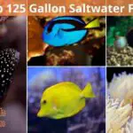 Best Saltwater Fish for a 125 Gallon Tank