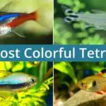 20 Amazing Colorful Tetras To Excite an Aquarist