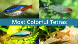 20 Most Colorful Tetras and an Amazing Tetra Fish Coloration Guide