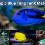Top 5 Blue Tang Tank Mates