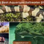 Best Saltwater Sharks for Home Aquariums