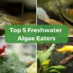 Top 5 Most Helpful Freshwater Algae Eaters