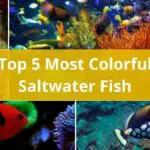 Discover the Top 5 Most Colorful Saltwater Fish and their Characteristics