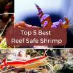 Top 5 Shrimp For Your Reef Aquarium