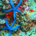 Check Out These Top 5 Reef Safe Starfish For Your Aquarium