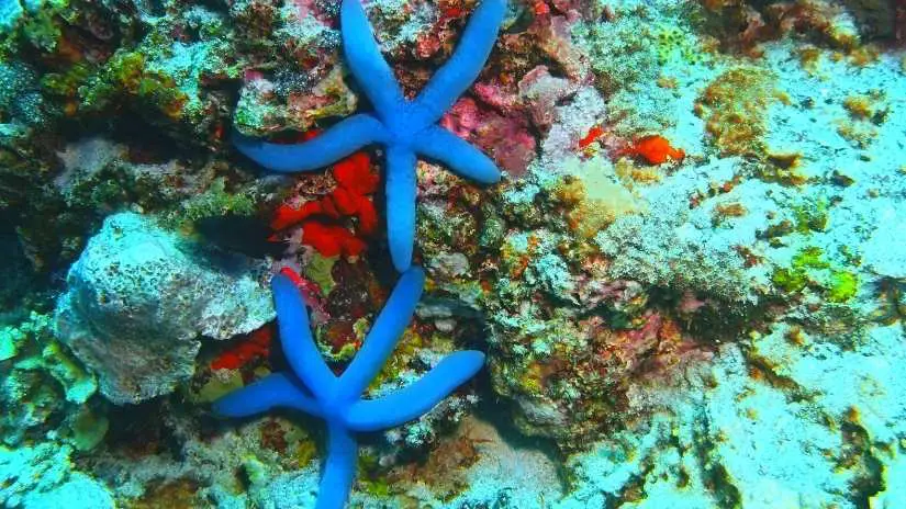 Top 5 reef safe starfish