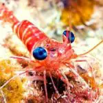 Top 5 Shrimp For Your Reef Aquarium