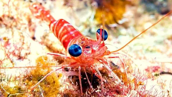Top 5 shrimp