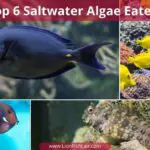 6 of The Best Algae Eating Saltwater Fish