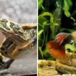 Can Pet Turtles Live With Fish?