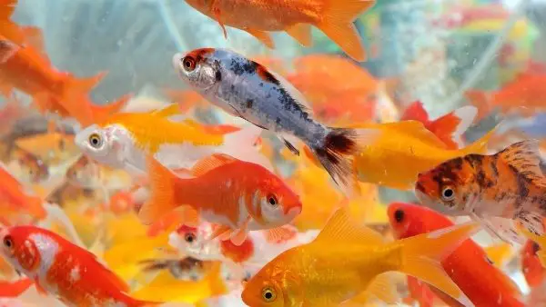Different types of Goldfish