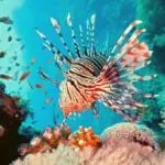 What are The Different Lionfish Types?