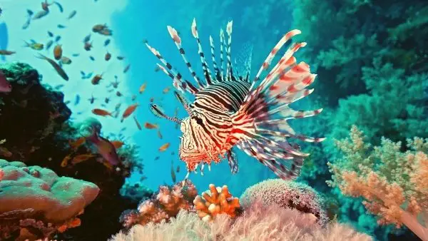 Types of Lionfish