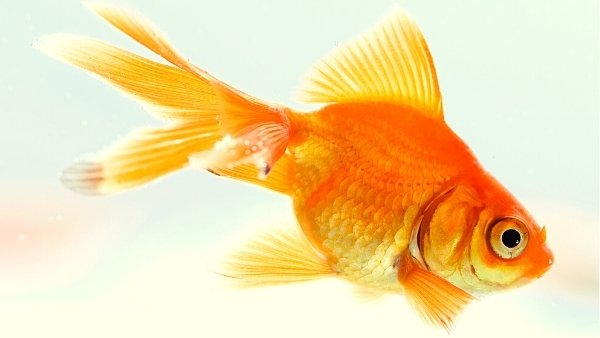 Learn all About the Top 10 Best Goldfish Species For Your Aquarium