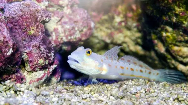 Watchman goby