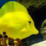 Everything You Need To Know About The Yellow Tang